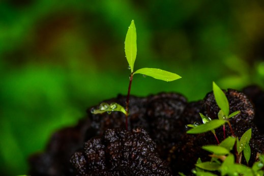 2015.06.03.9540 Leaf on Log