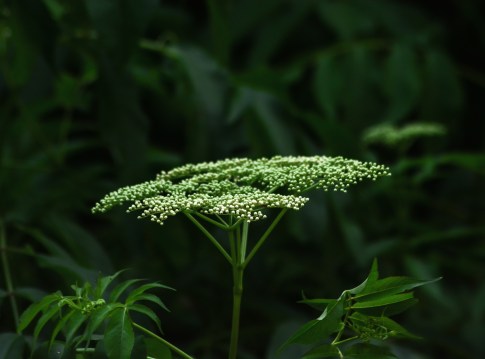 2015.06.11.0023 Weed