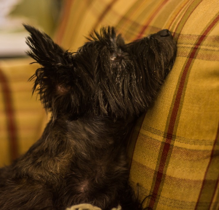 2015.11.13.9067 Brunhilde Marie