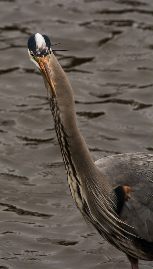 2016.01.02.0104 Heron
