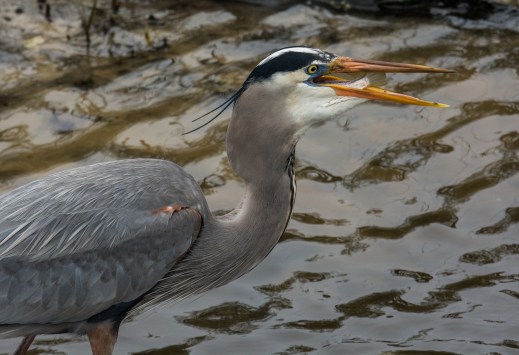 2016.01.02.0147 Hungry Heron