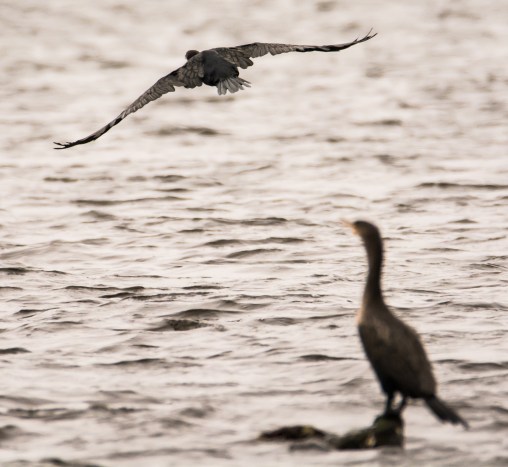 2016.01.02.0186 Cormorants