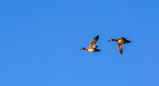 2016.01.15.0010 Flying Geese