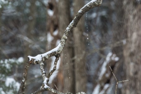 2016.01.22.0768 Snowy Woods