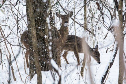 2016.02.22.0774 Deer