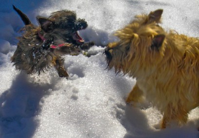 2429271447_28fe75d9d6_o copy