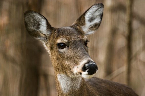 2016.02.08.1023 Morning Visitor