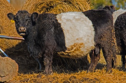 2016.02.18.1065 Cattle