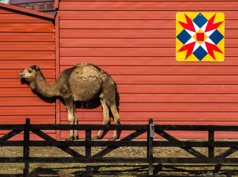 2016.02.18.1113 Camel