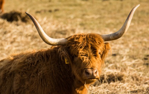 2016.02.18.1152 Highlander