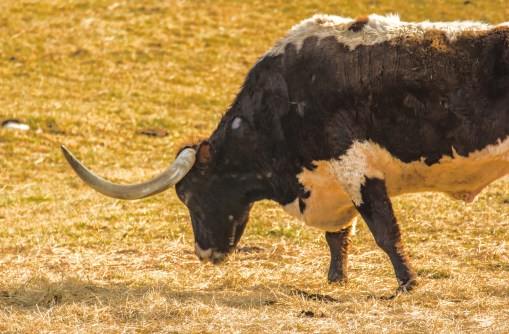 2016.02.18.1164 Longhorn