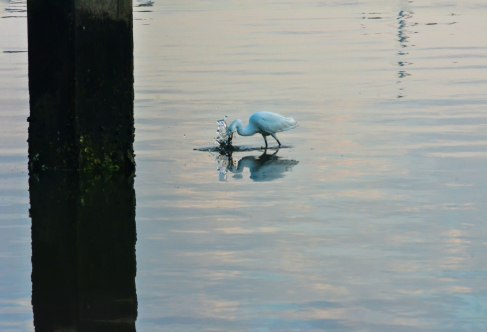 2014.04.24.040-Egret-Feeding-copy