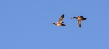 2016.01.14.0010 Geese.jpg