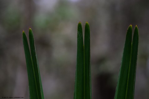 2016.03.08.0009-Timucuan