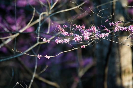2016.03.29.2072-Redbud
