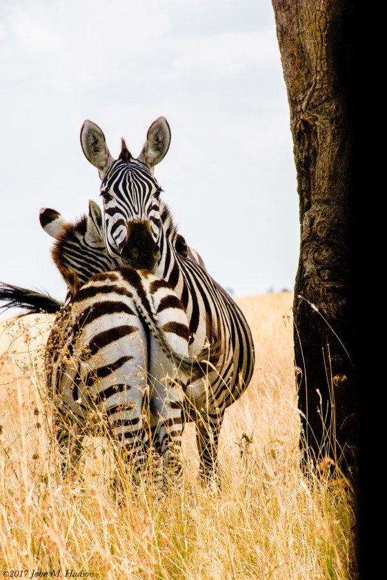 36885653135_b997615e3c_k