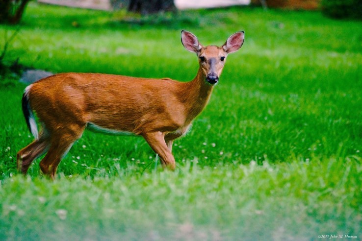 2017.06.07.2236 What I Saw on the Way Home Tonight copy