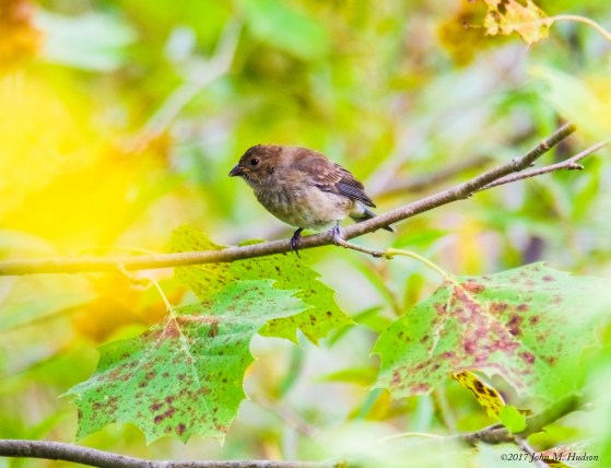 2017.09.11.8043 Indigo Female Picture of the Day