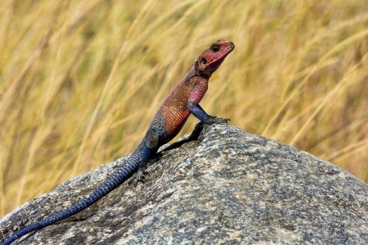 35739972371_cfbf80b36c_k