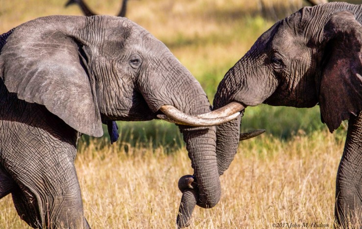 36001312263_77b31739c4_o