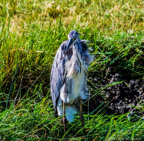 36077160503_69200591b3_pic of day