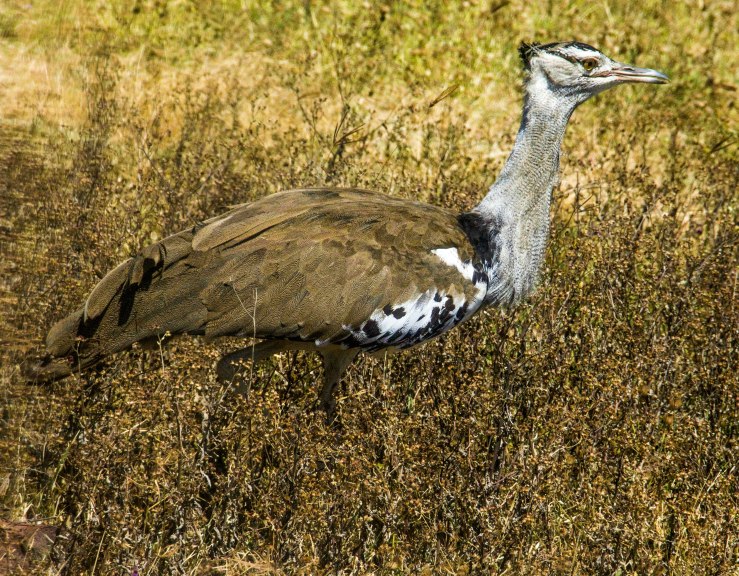 2017.06.20.2489 Kori Bustard (P.O.D.)