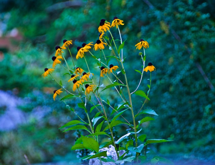 2017.08.05.7316 Black-Eyed Susans (P.O.D.)