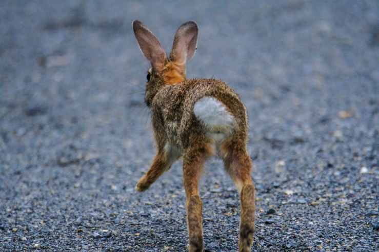 2017.09.92.7504 Bouncy Wabbit (P.O.D.)