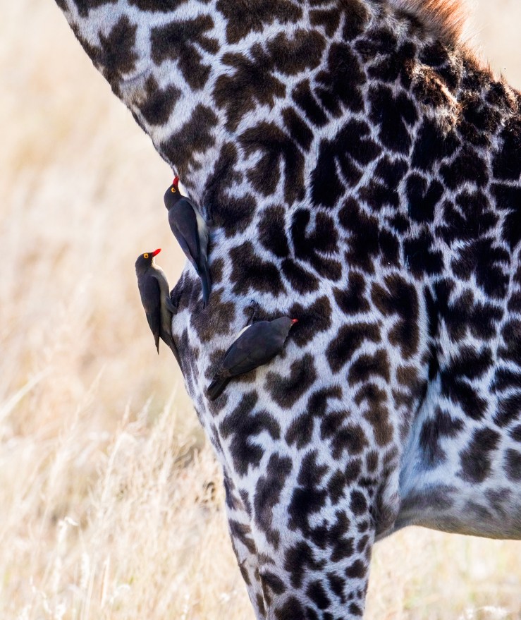 36489357380_6125de4934_o