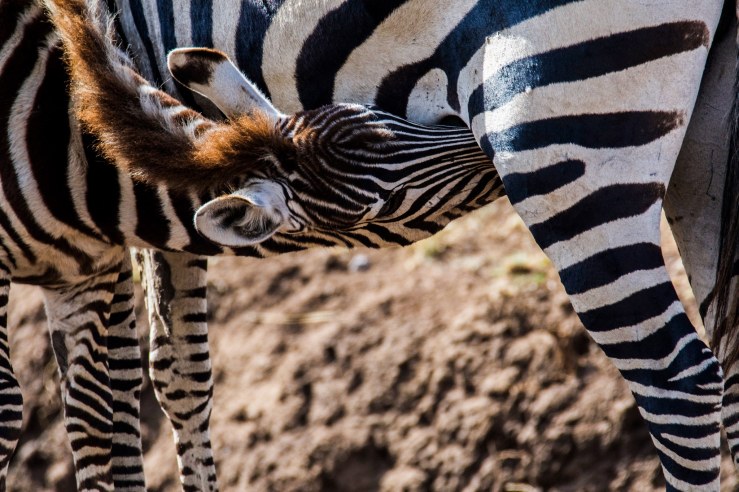 36746153351_861db49da0_k