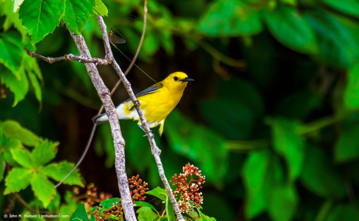 28122590097_df1d9f05fb_k