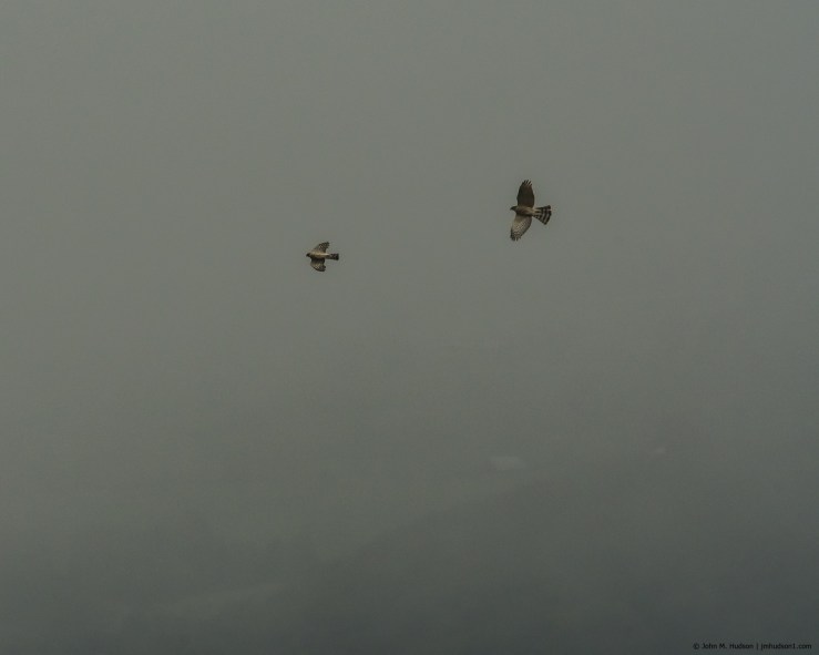 43634883770_c66c8de5c0_k