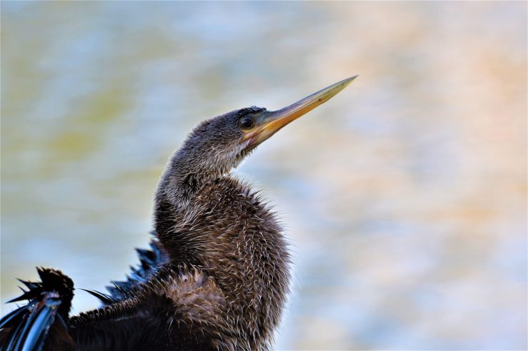 43841012100_e223bdaeb8_k