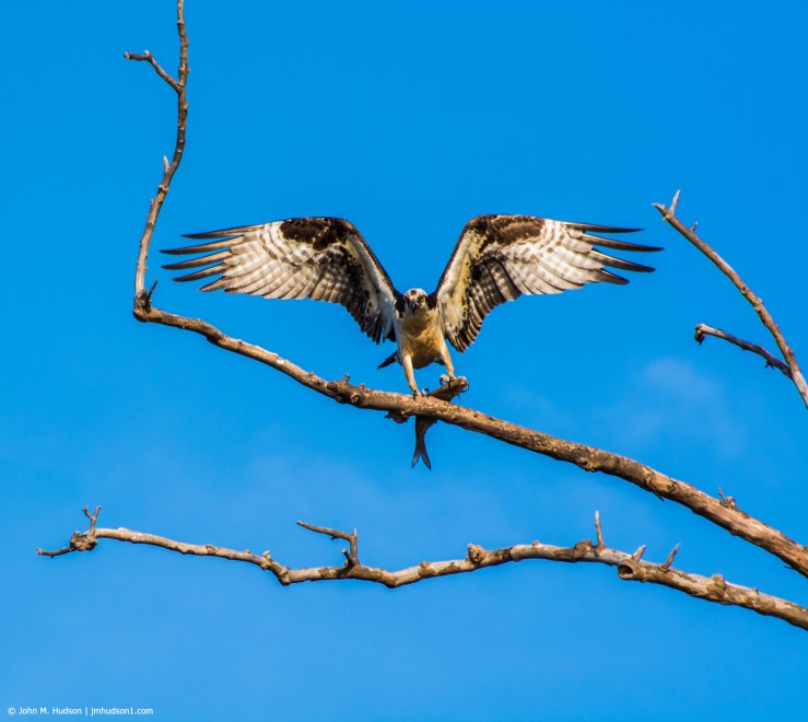 46186265031_65136a7521_k