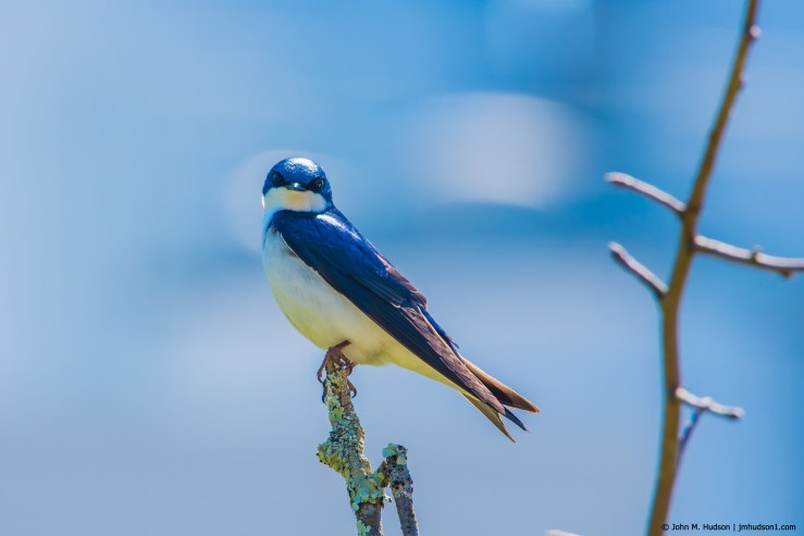 2019.04.04.1203 Tree Swallow II POD