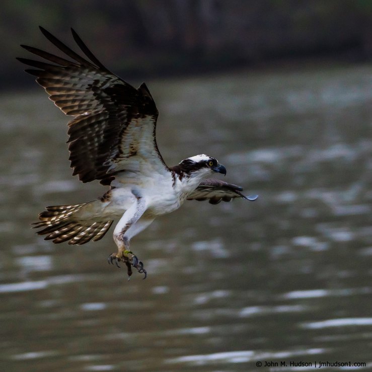 2019.04.06.7883 Eyes on Its Prey POD