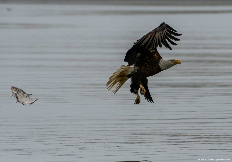 2019.04.06.8249 Dang! Dropped It! POD