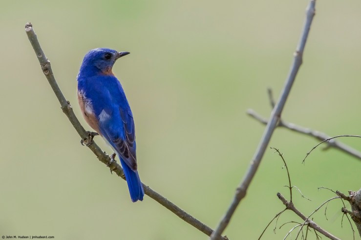 2019.04.09.8726 Eastern Bluebird POD
