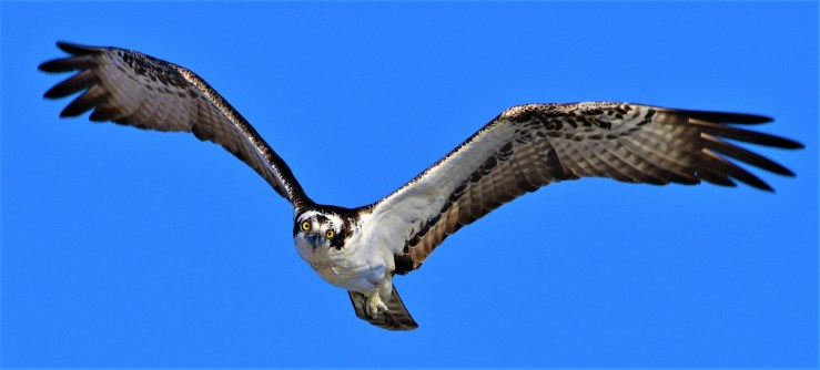 2019.04.22.9302 I See You There POD