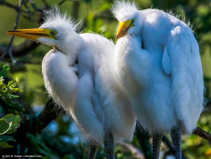 2019.04.24.9713 Young Great Egrets POD