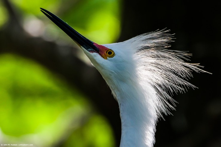 2019.04.26.0120 Snowy Egret POD