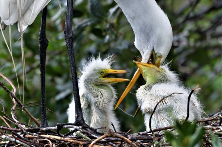 2019.04.26.0273 Feed Me, Mama POD