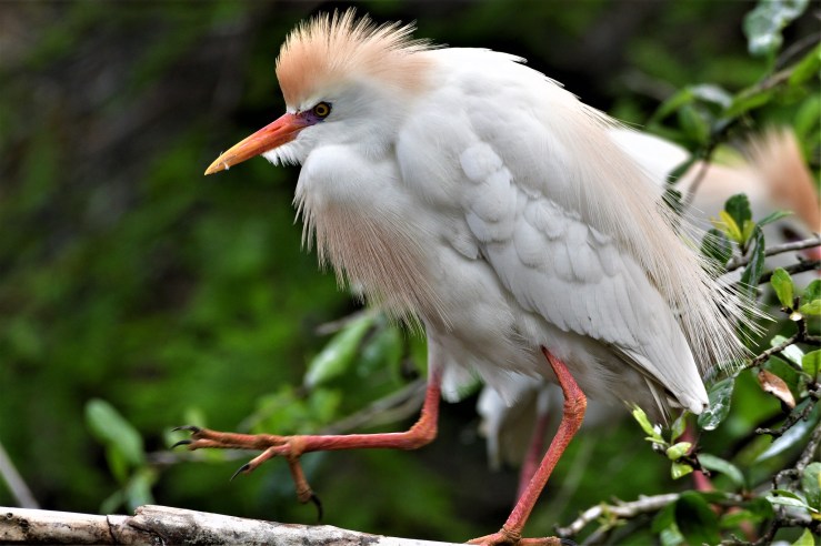 2019.04.26.0458 Cattle Egret POD