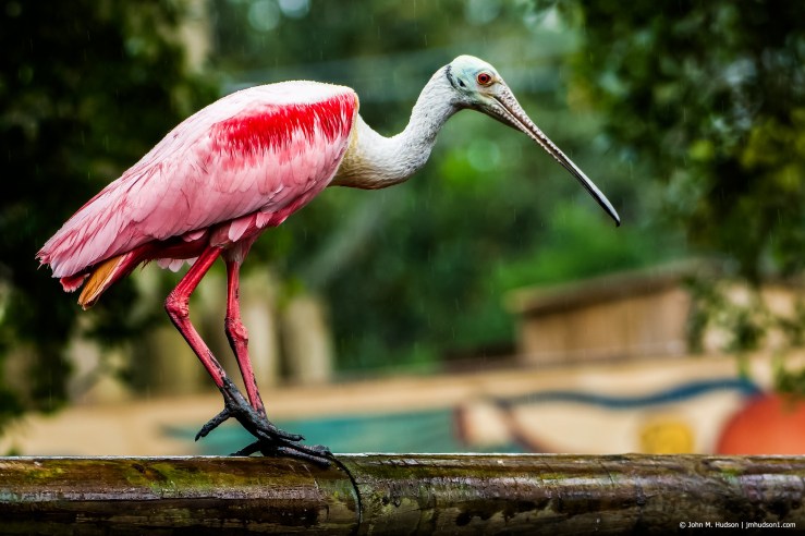 2019.04.26.0751 Rainy-Day Spoonbill POD