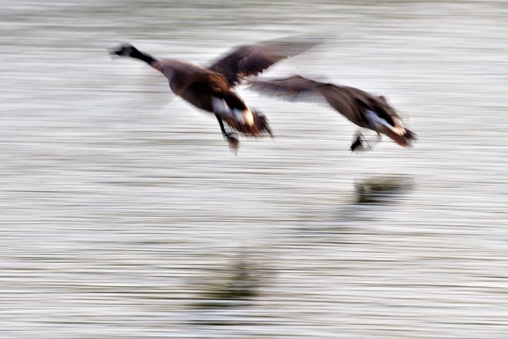 2019.05.21.2334 Geese Landing POD