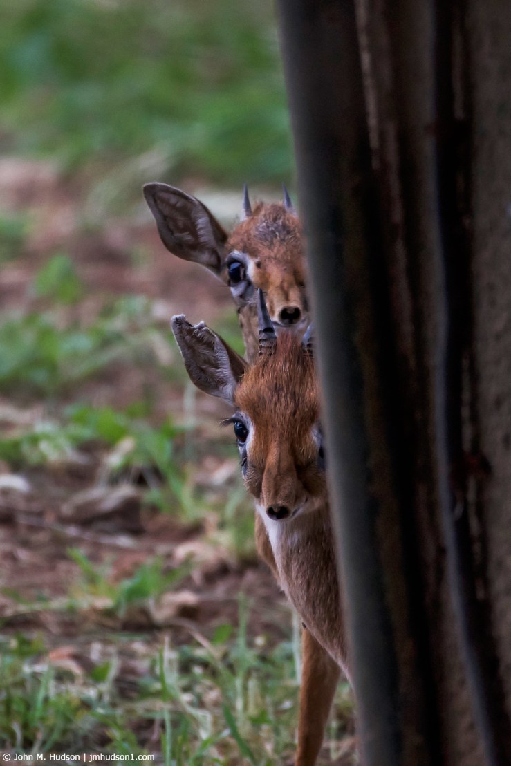 2019.06.03.1269 Dik-Diks Checking Me Out POD