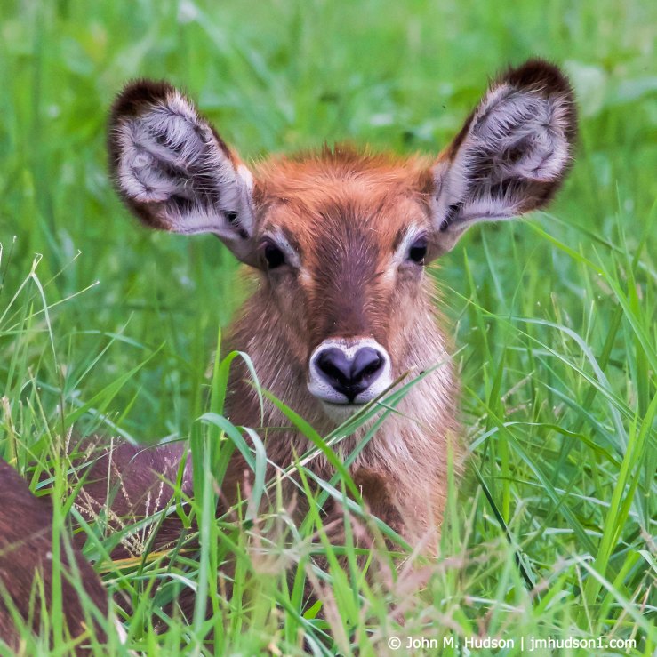 2019.06.03.1283 Young Waterbuck POD