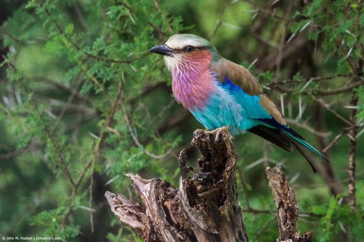 2019.06.03.1325 Lilac-Breasted Roller POD