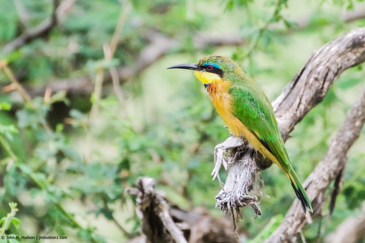 2019.06.03.1447 Green Bee-Eater POD