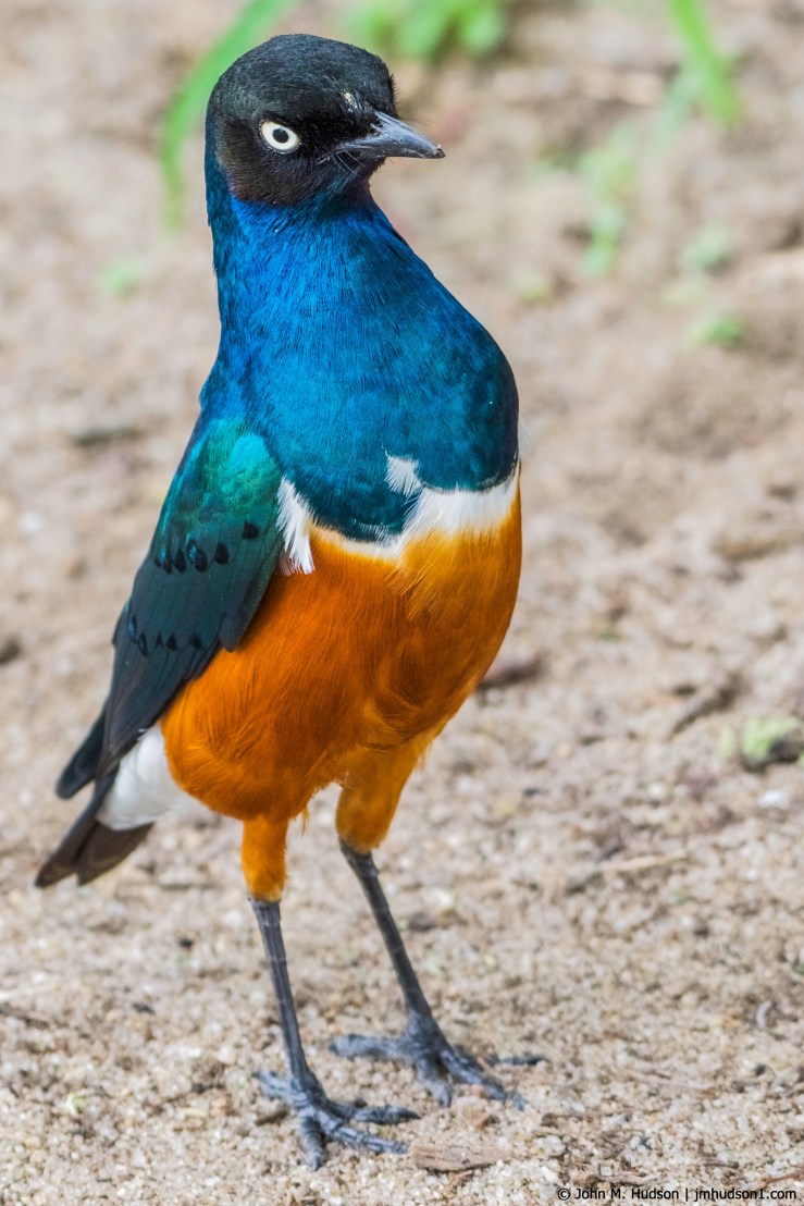 2019.06.03.1517 Just Who Are You Calling Superb POD